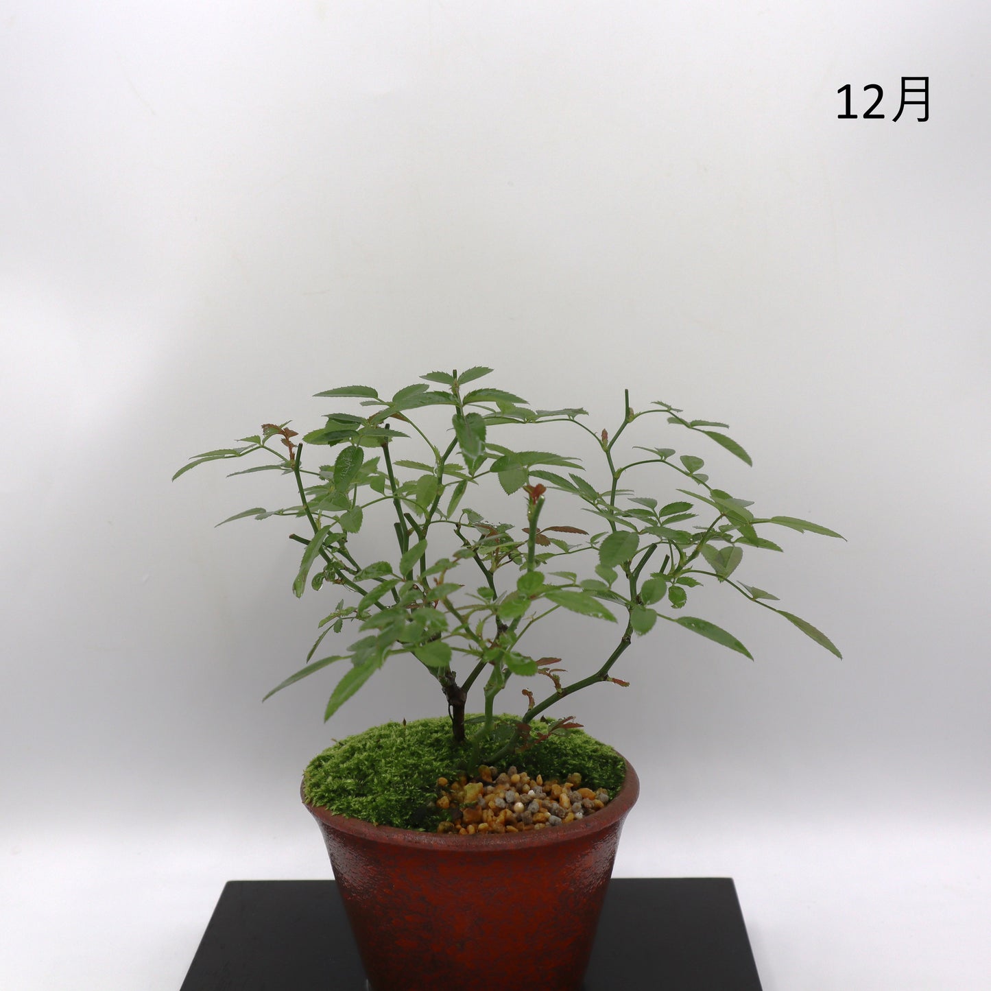 紅雀-萬古焼・釉吹