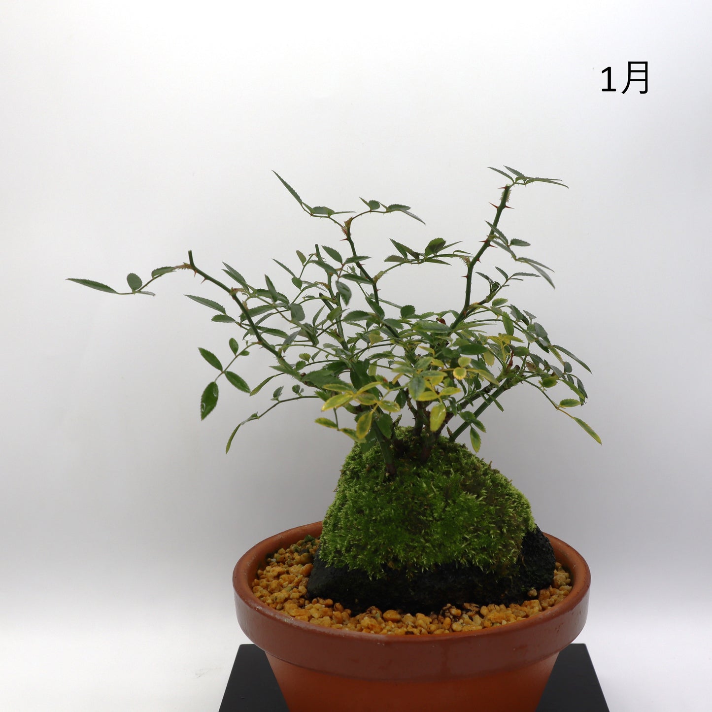 四方の春-浅鉢・溶岩(赤)