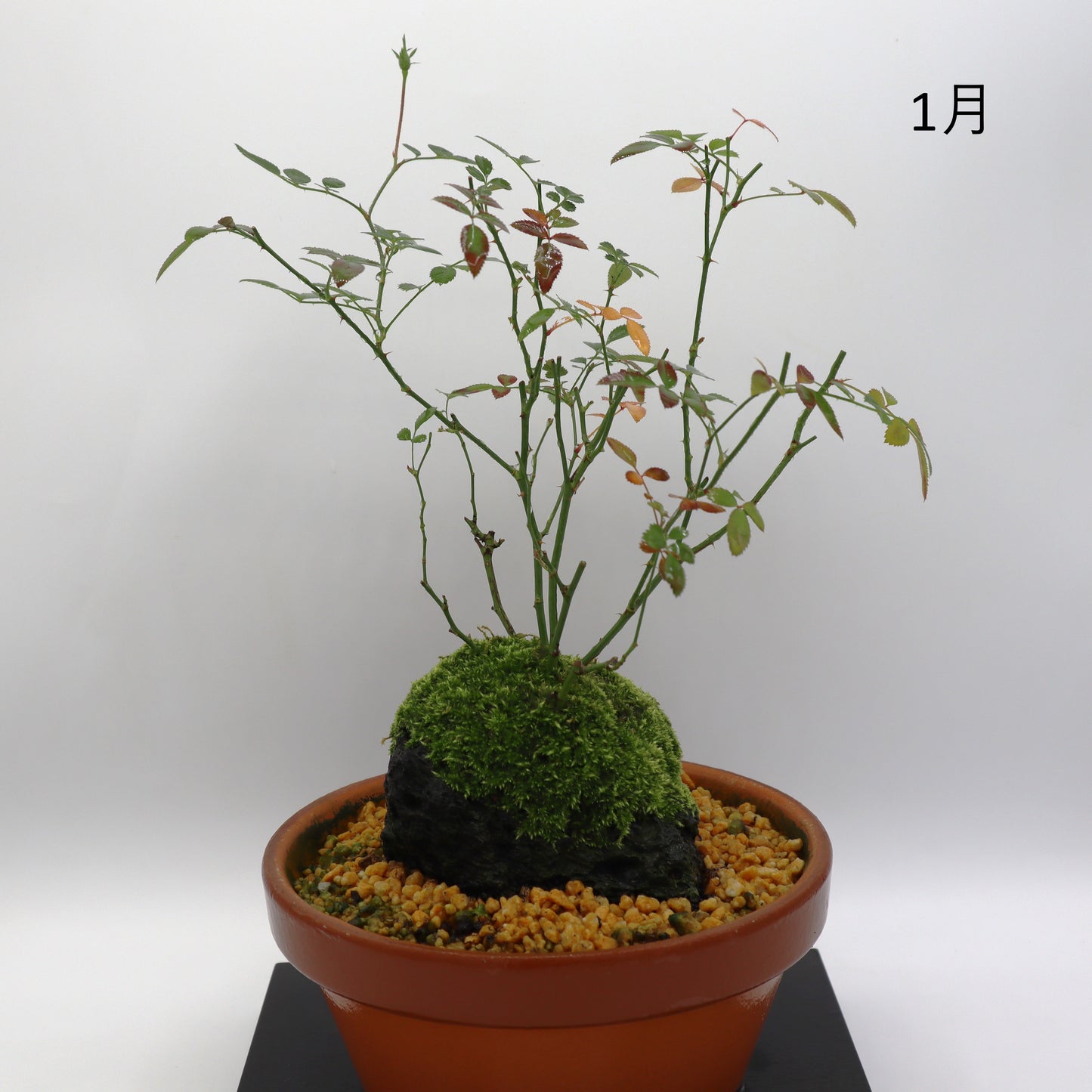 スノー・ドロップ-浅鉢・溶岩(黒)