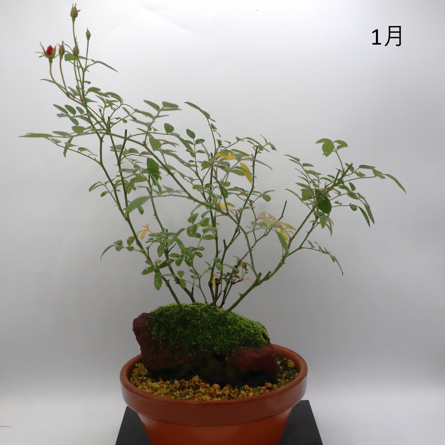 みさき-浅鉢・溶岩(赤)