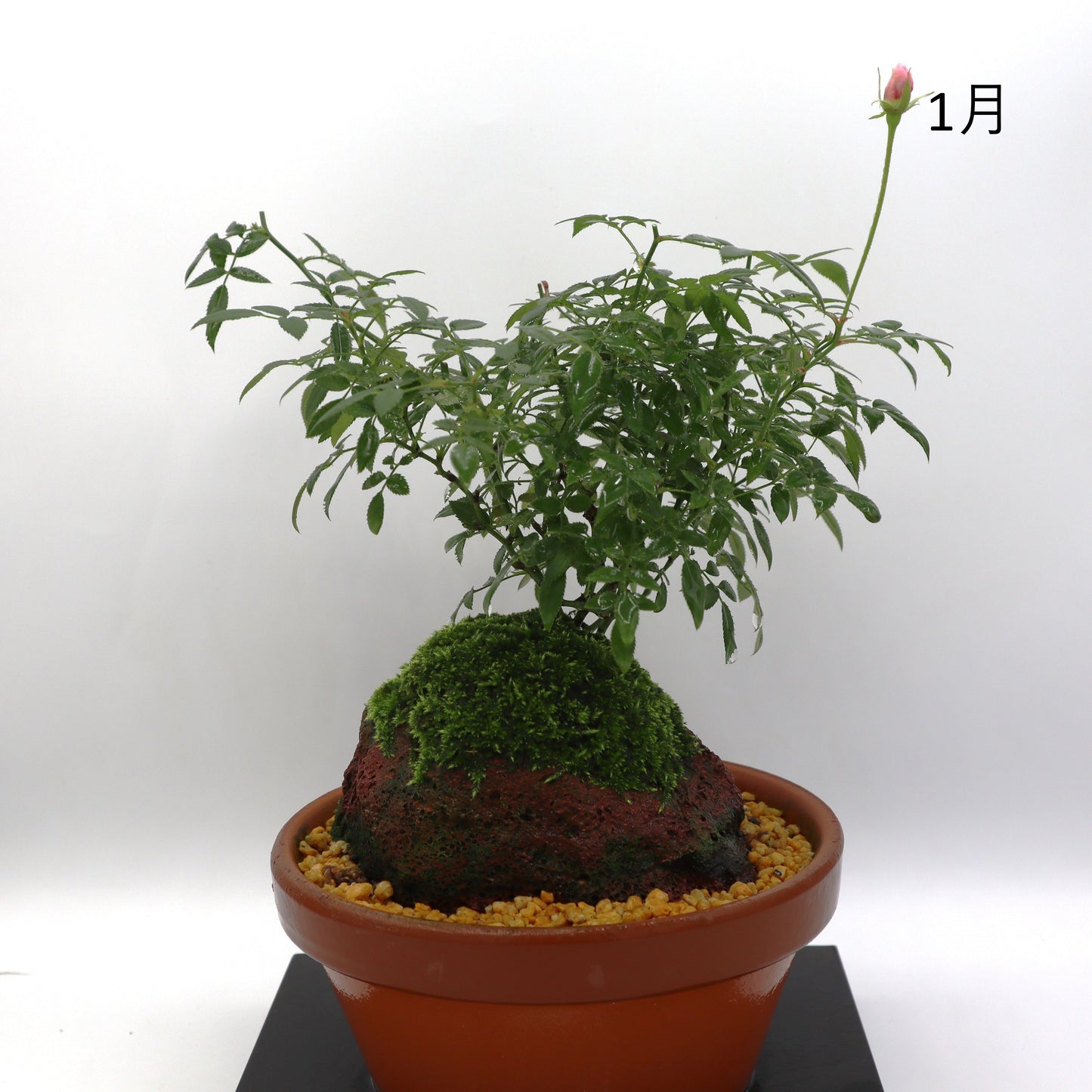 シンデレラ-浅鉢・溶岩(黒)