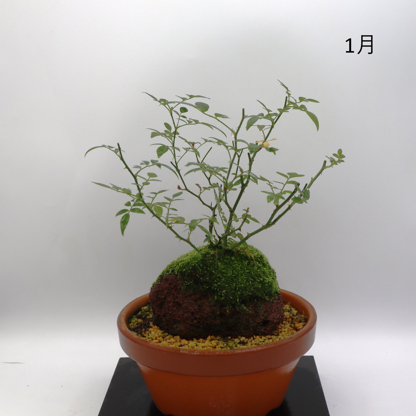 高尾台-浅鉢・溶岩(赤)