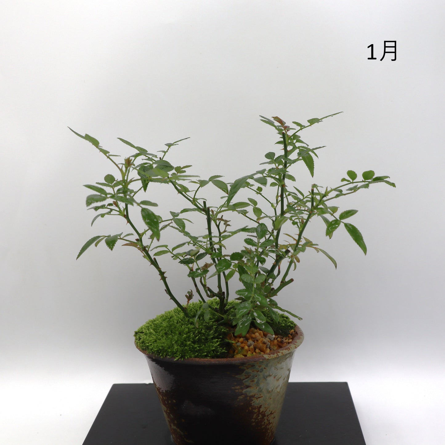 高尾台-萬古焼・赤吹