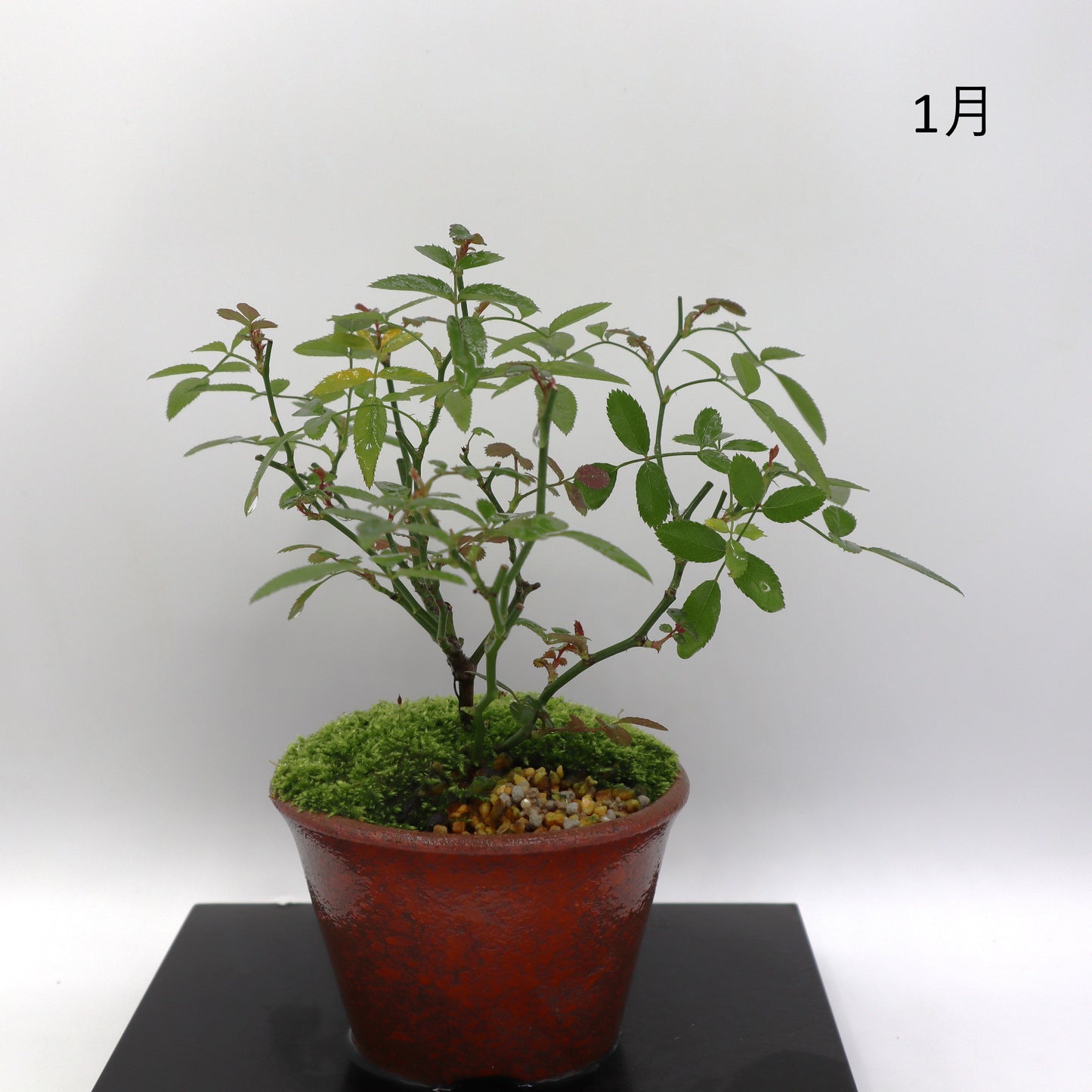 紅雀-萬古焼・釉吹