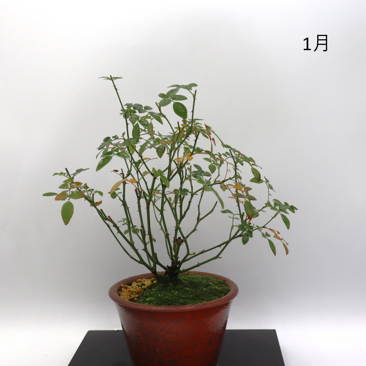 スノー・ドロップ-萬古焼・釉吹