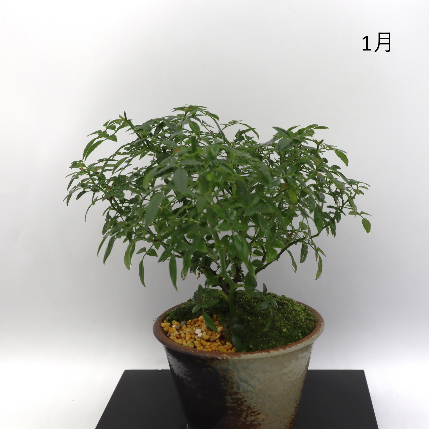 シンデレラ-萬古焼・釉吹