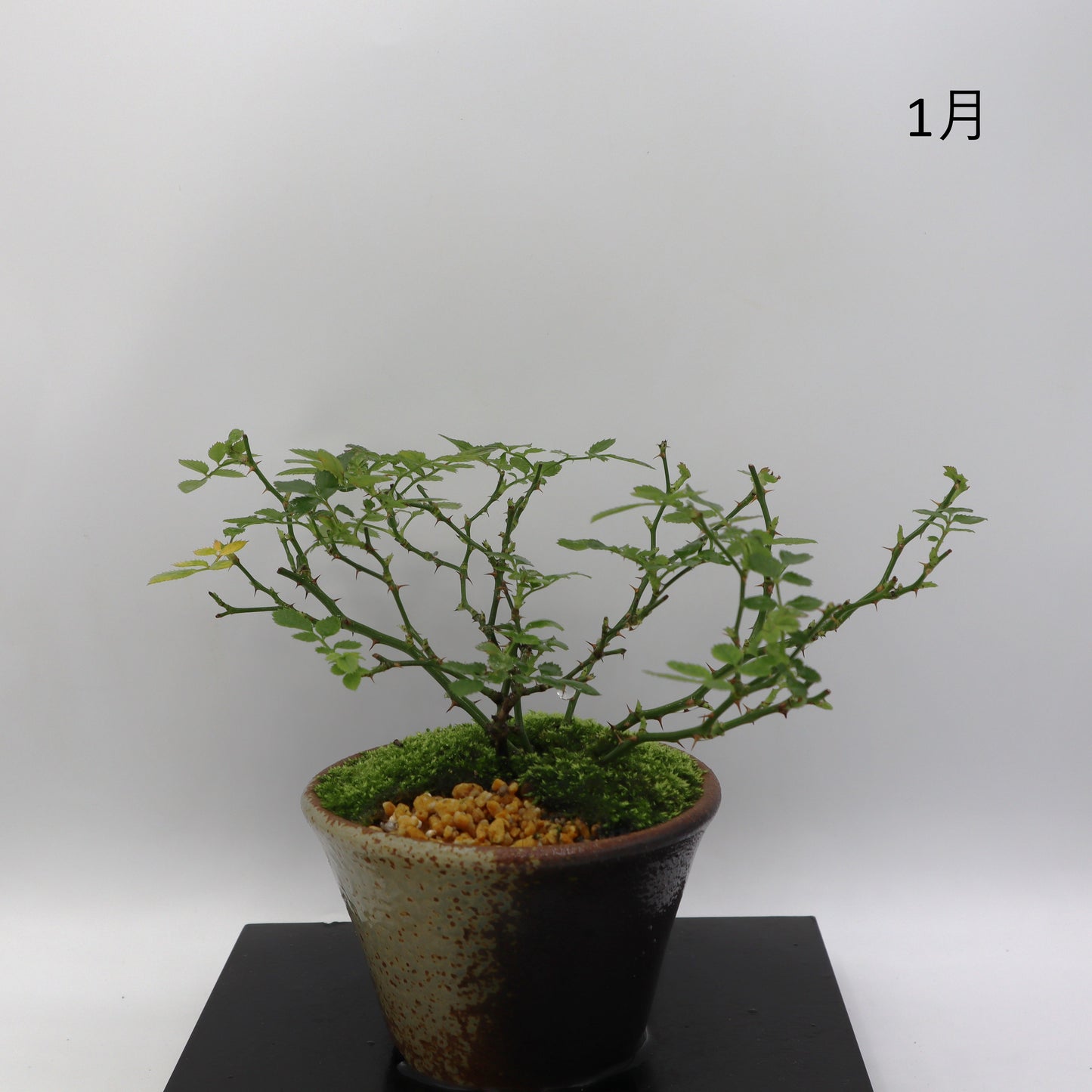 紅一重-萬古焼・釉吹