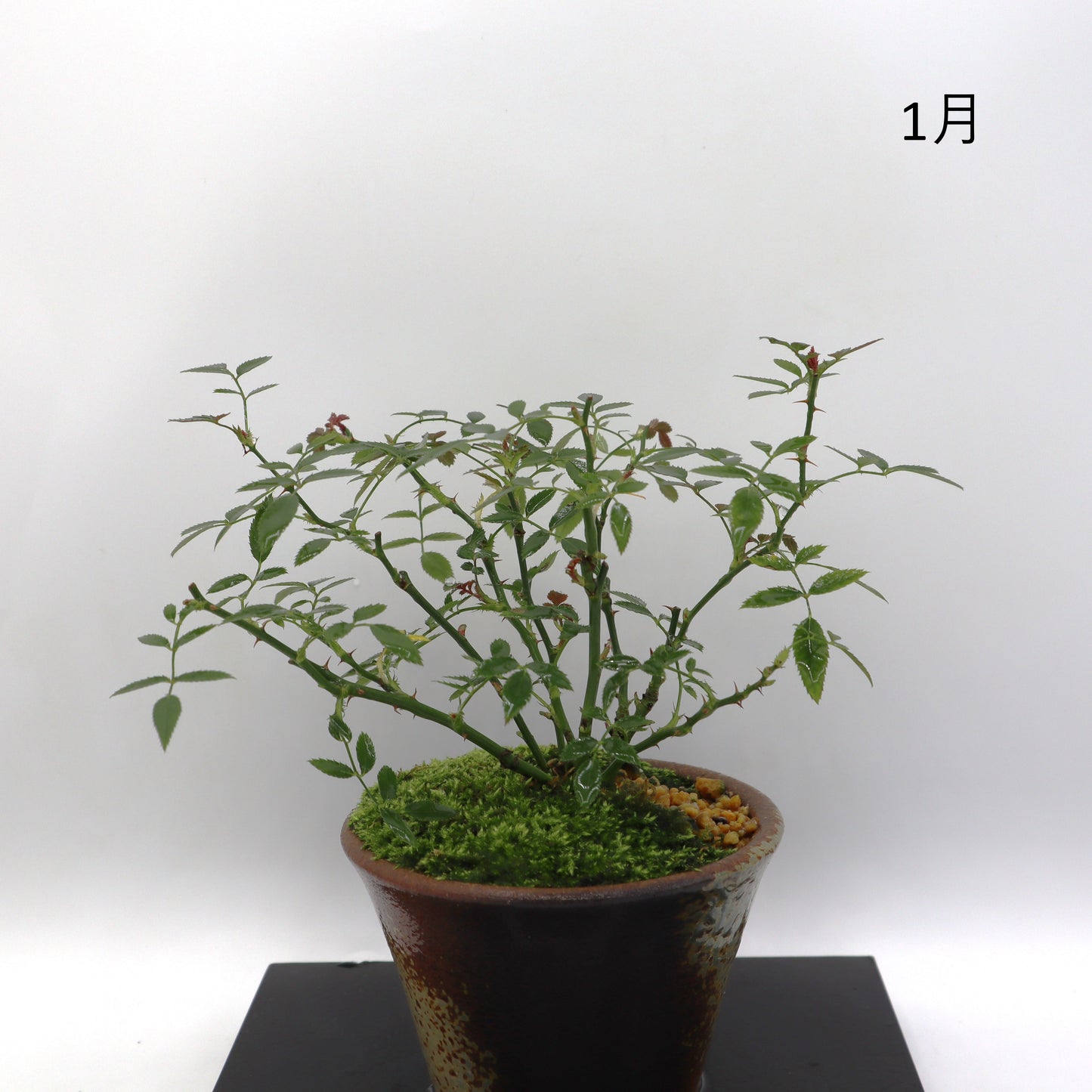 四方の春-萬古焼・赤吹