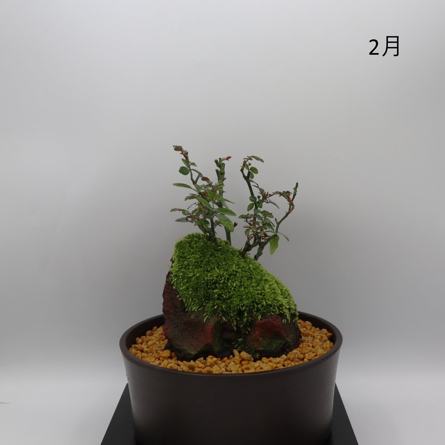 紅雀-浅鉢・溶岩(赤)