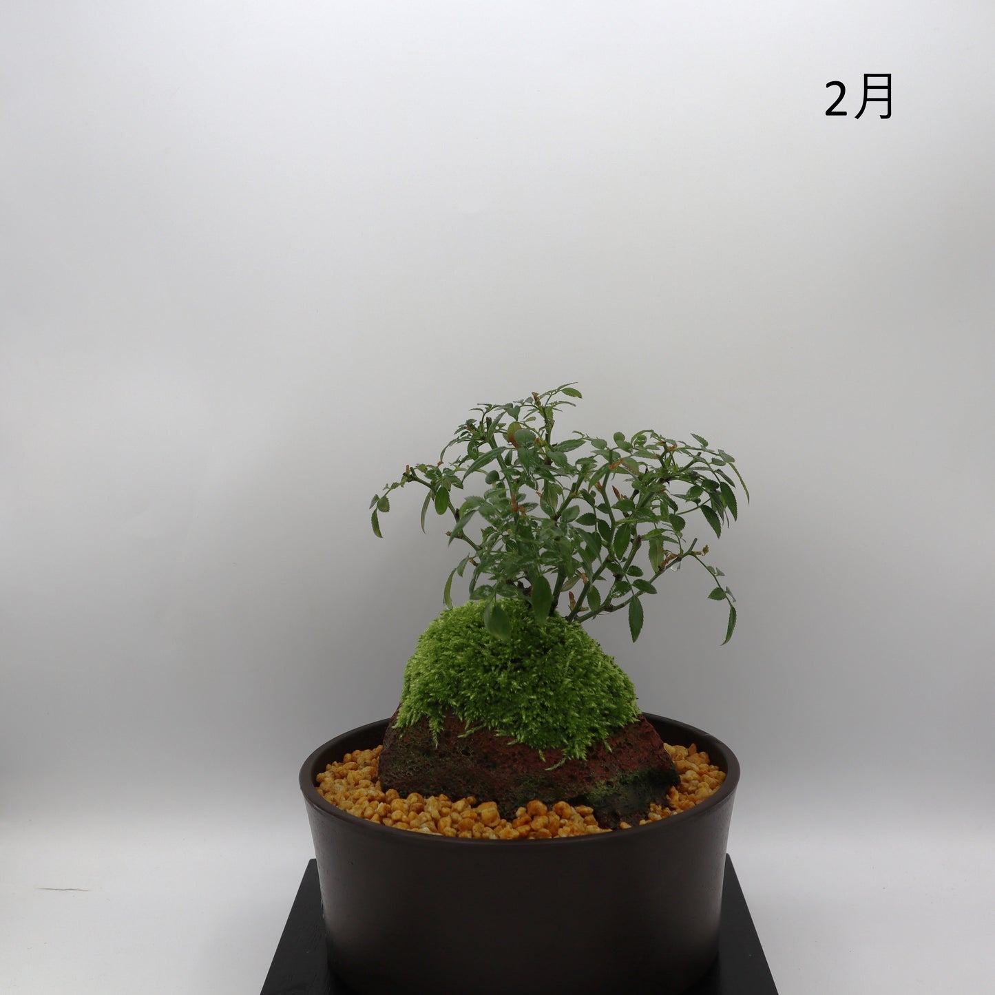 シンデレラ-浅鉢・溶岩(赤)
