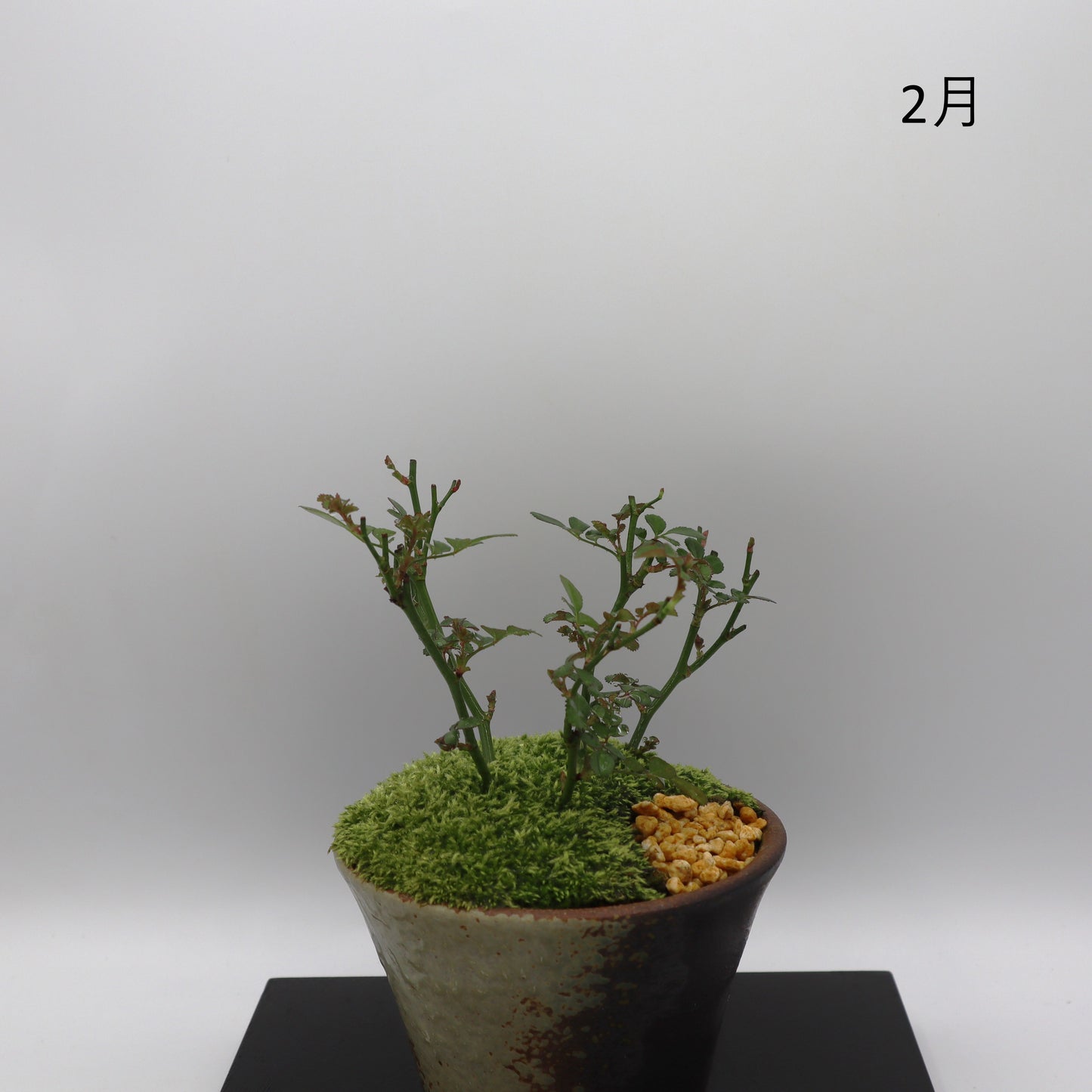 咲耶姫-萬古焼・赤吹