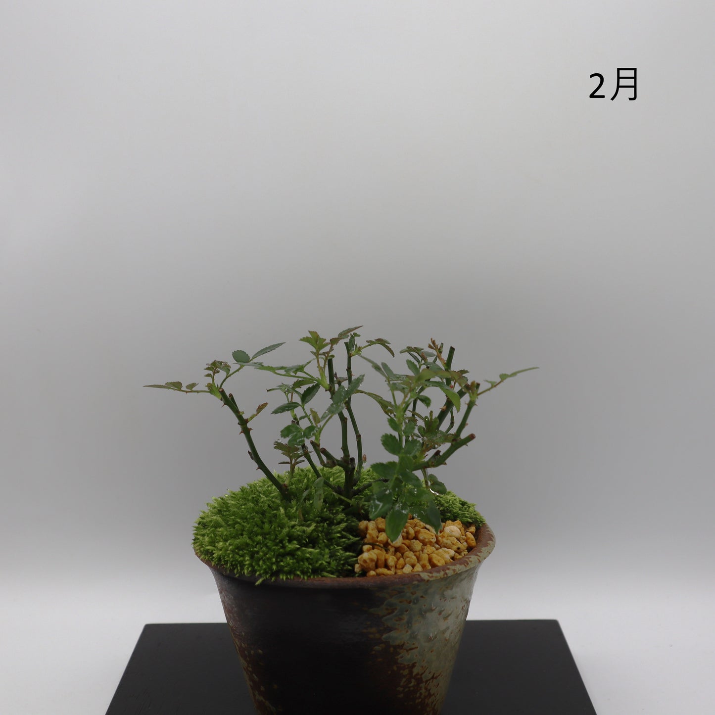 高尾台-萬古焼・赤吹