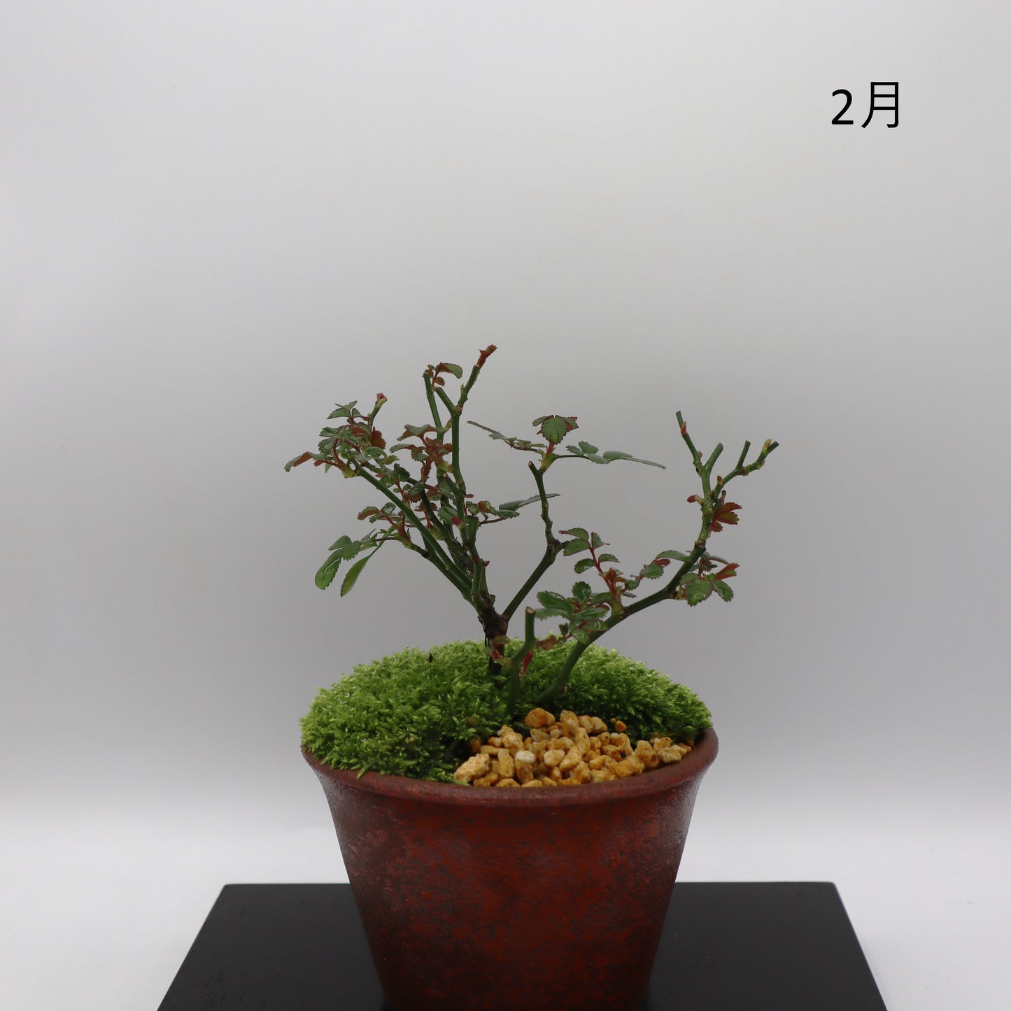 紅雀-萬古焼・釉吹