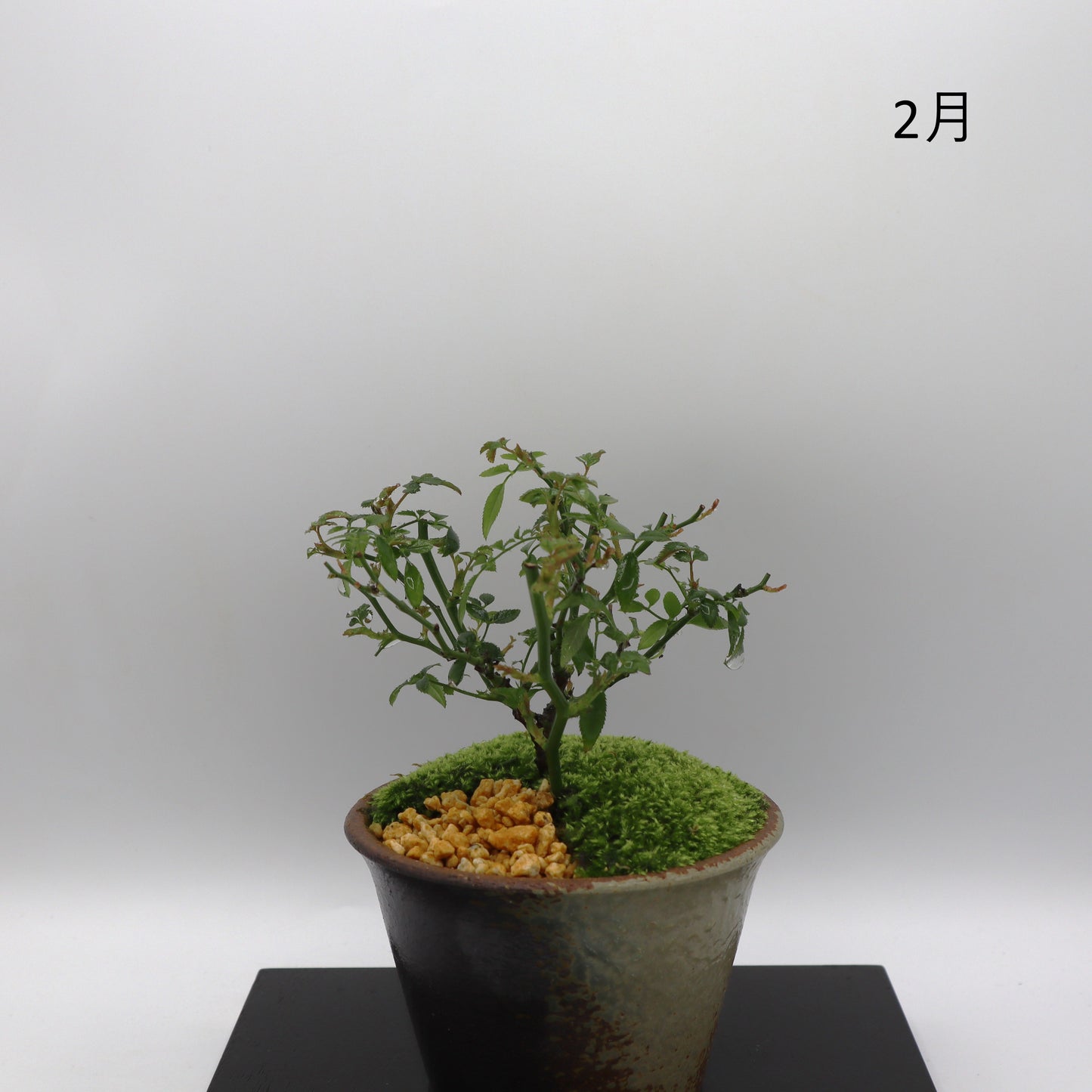 シンデレラ-萬古焼・釉吹