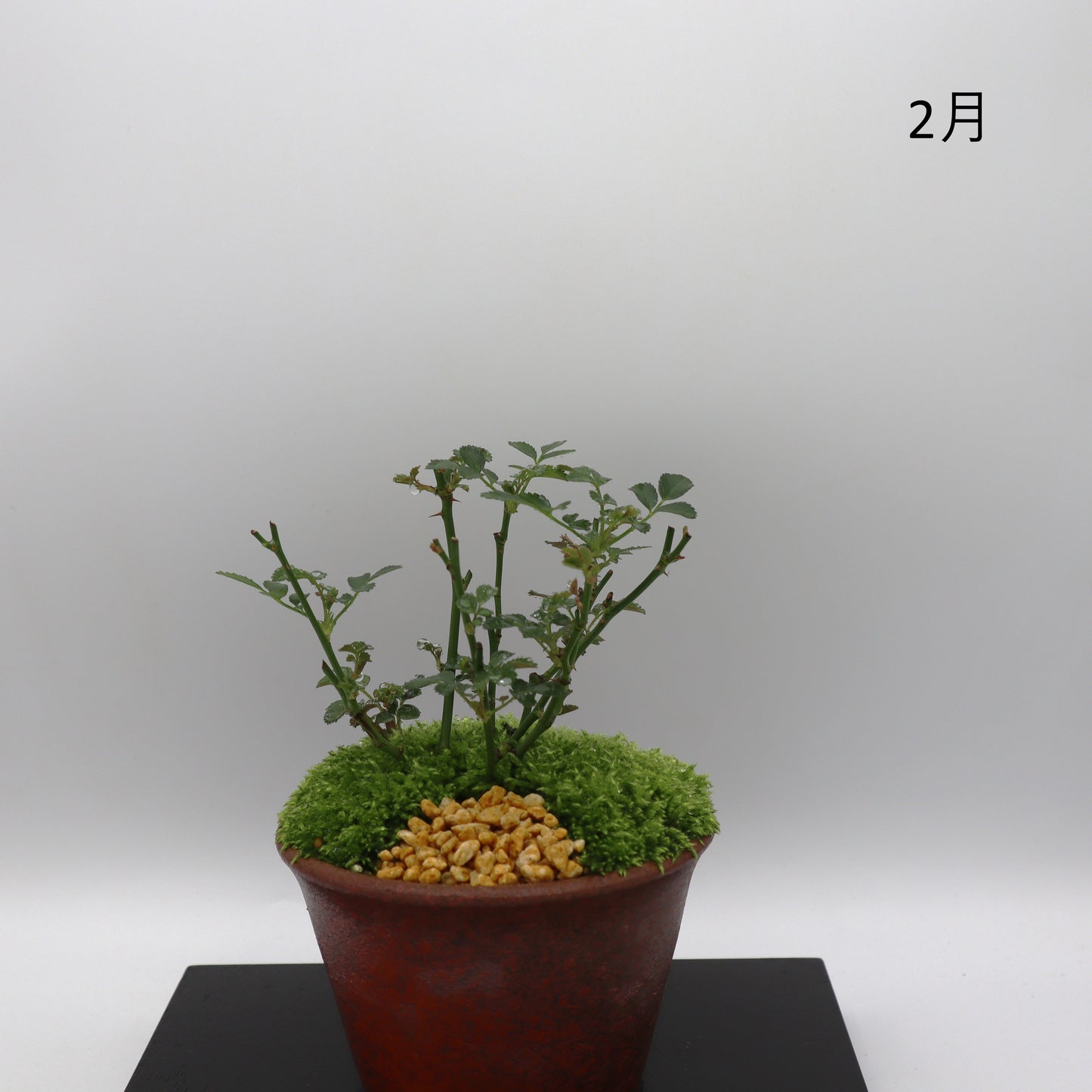 みさき-萬古焼・釉吹