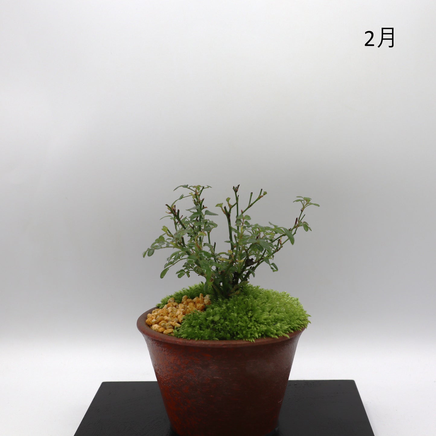 雪姫-萬古焼・赤吹