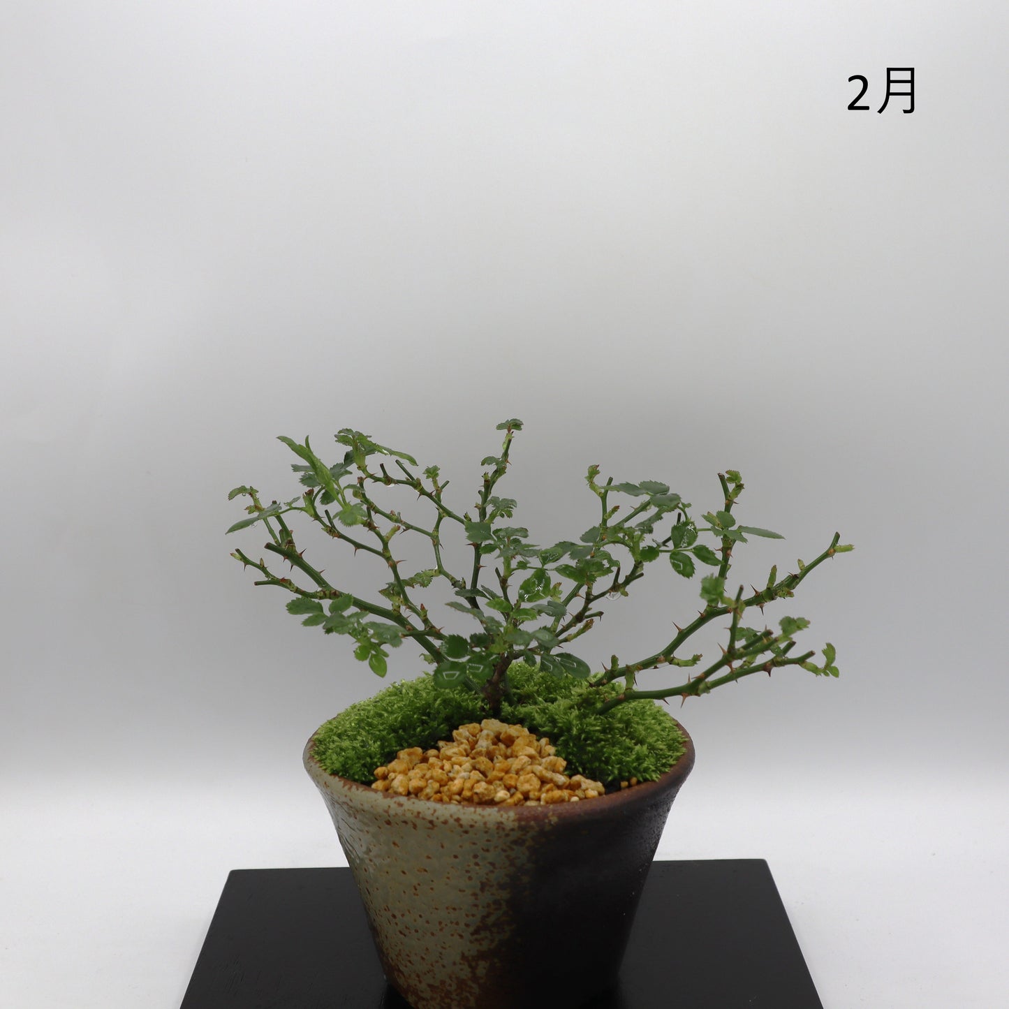 紅一重-萬古焼・釉吹