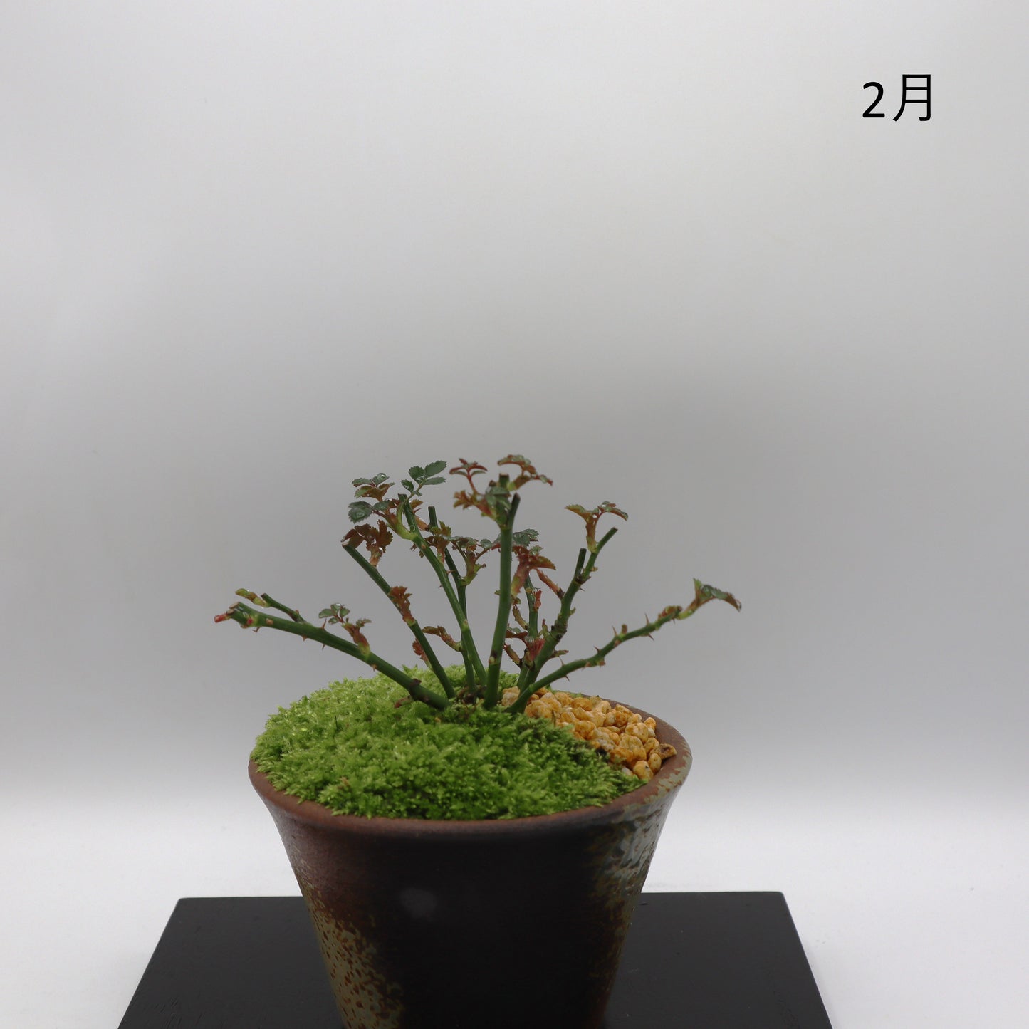 四方の春-萬古焼・釉吹