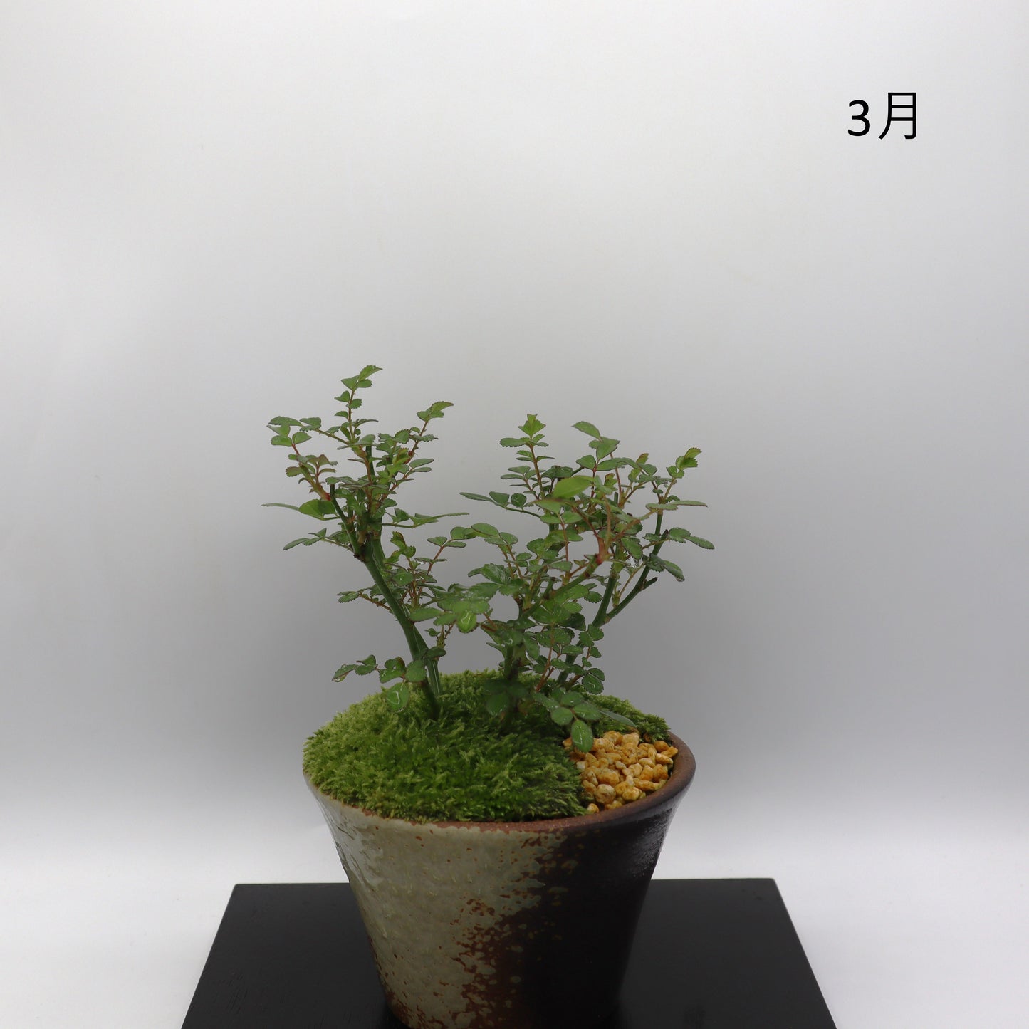 咲耶姫-萬古焼・赤吹