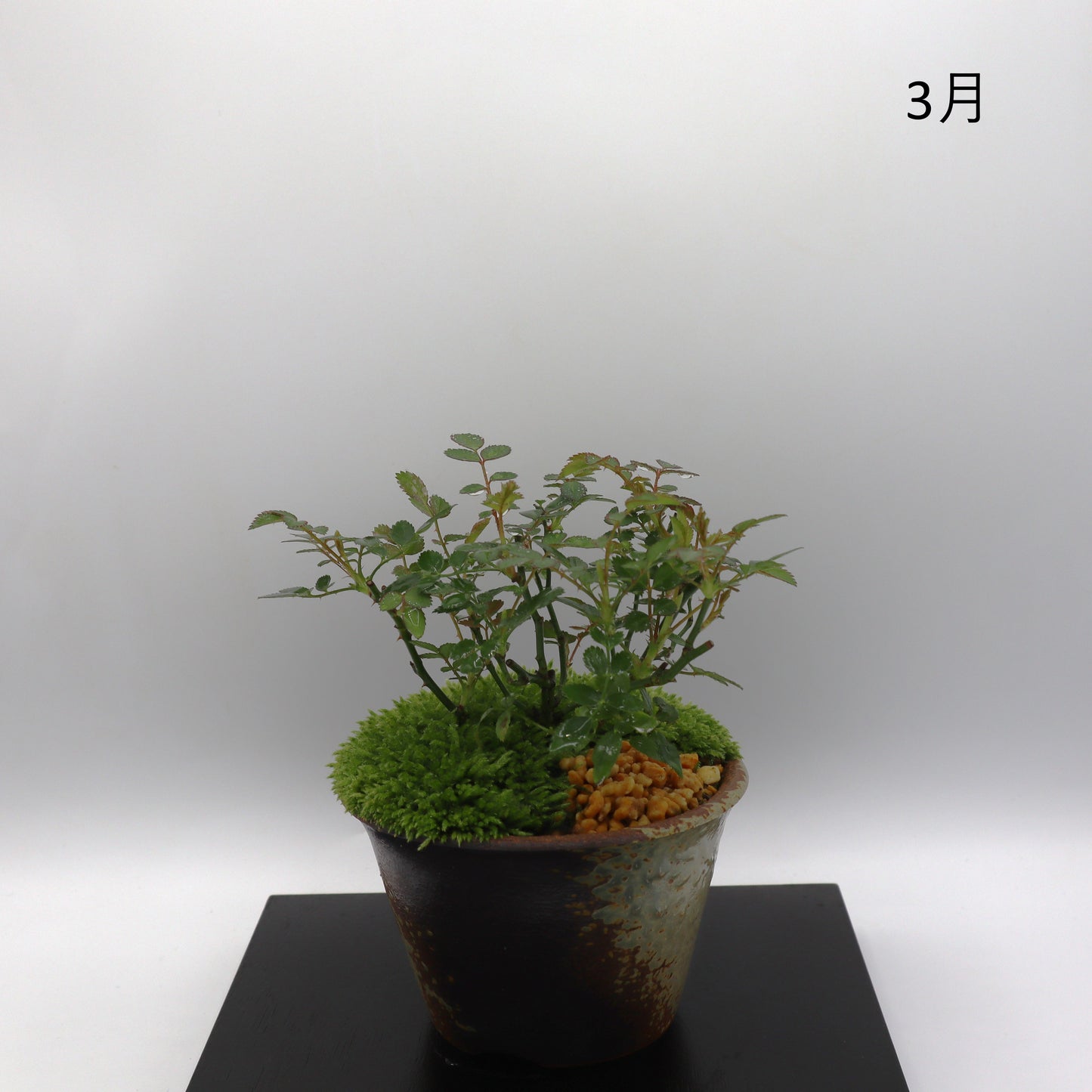 高尾台-萬古焼・赤吹