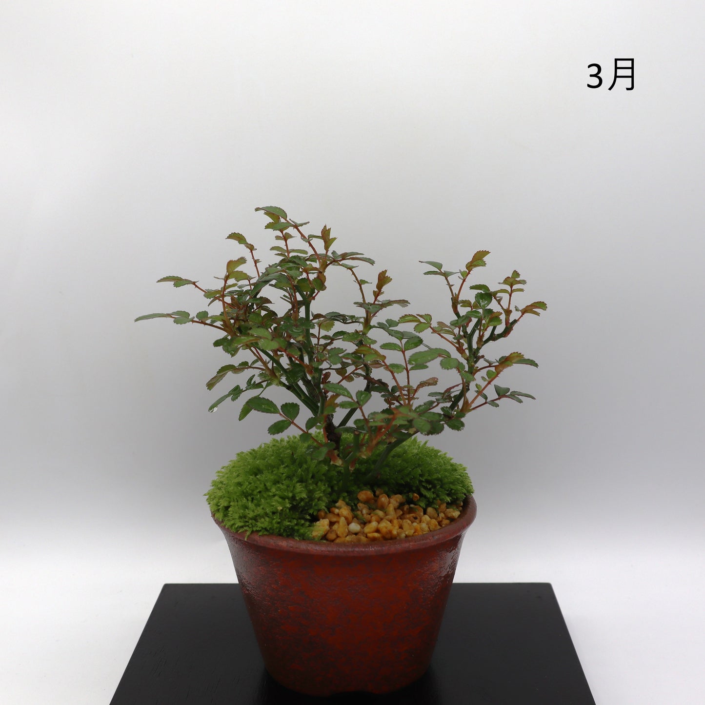 紅雀-萬古焼・釉吹