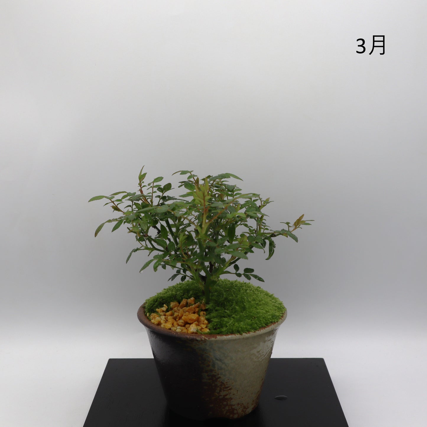 シンデレラ-萬古焼・釉吹