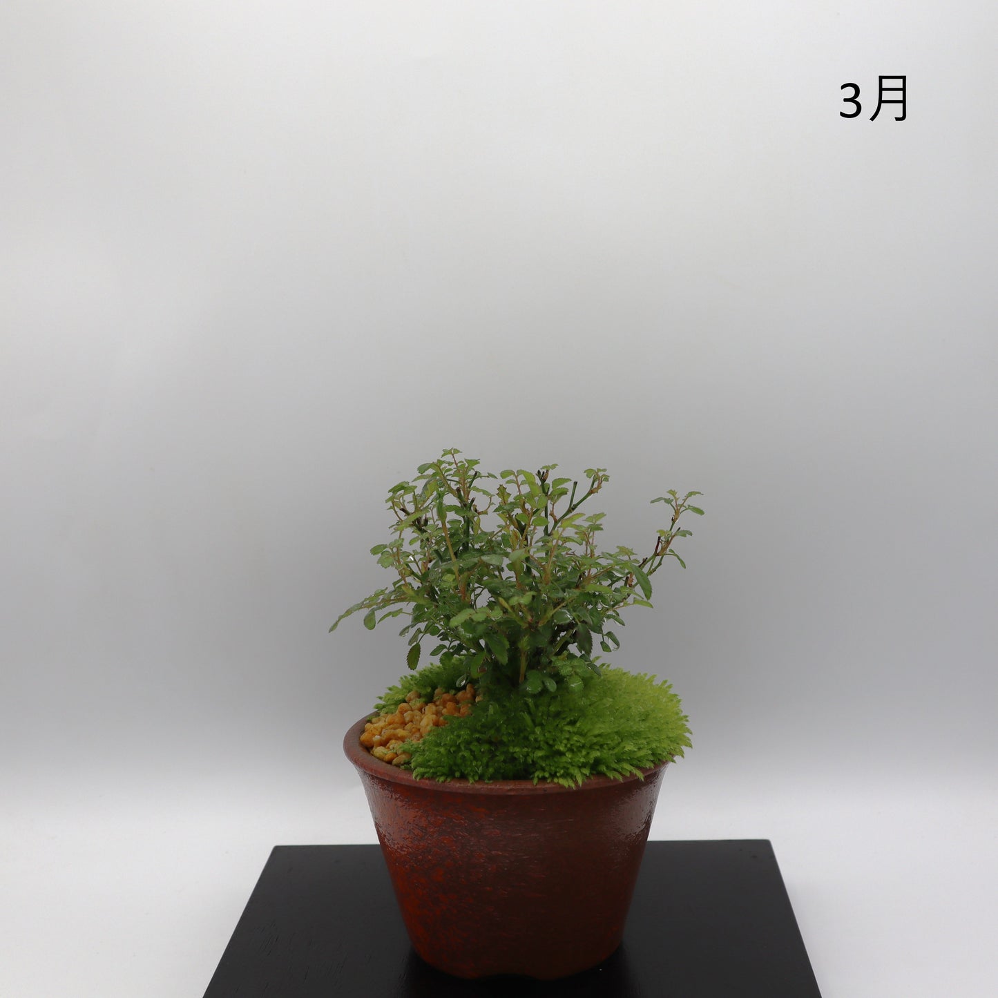 雪姫-萬古焼・赤吹