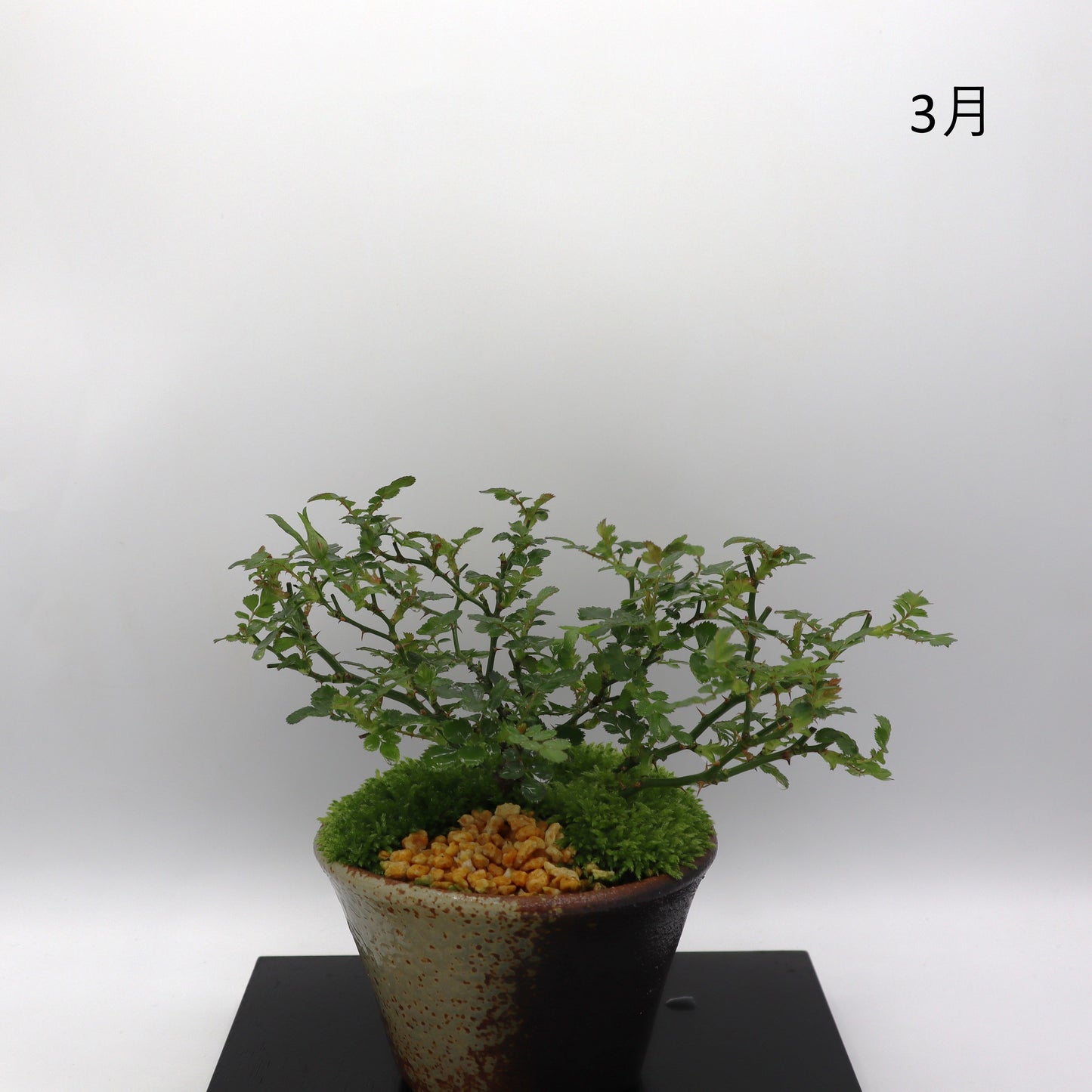 紅一重-萬古焼・釉吹