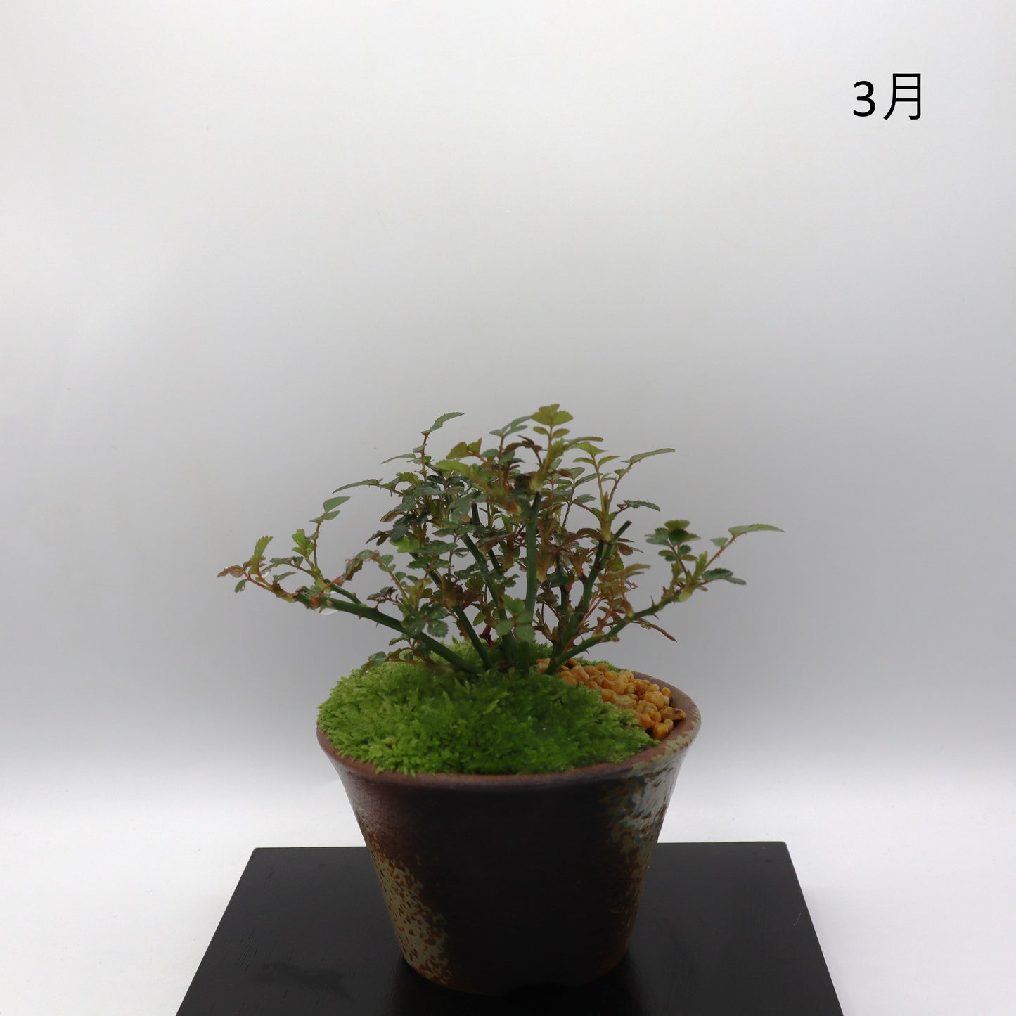 四方の春-萬古焼・釉吹