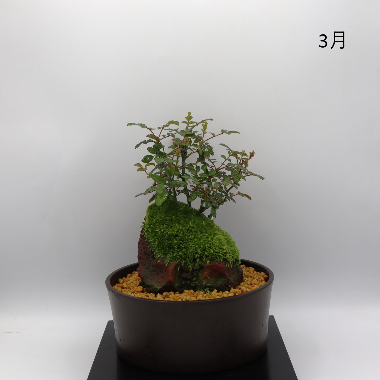 紅雀-浅鉢・溶岩(赤)