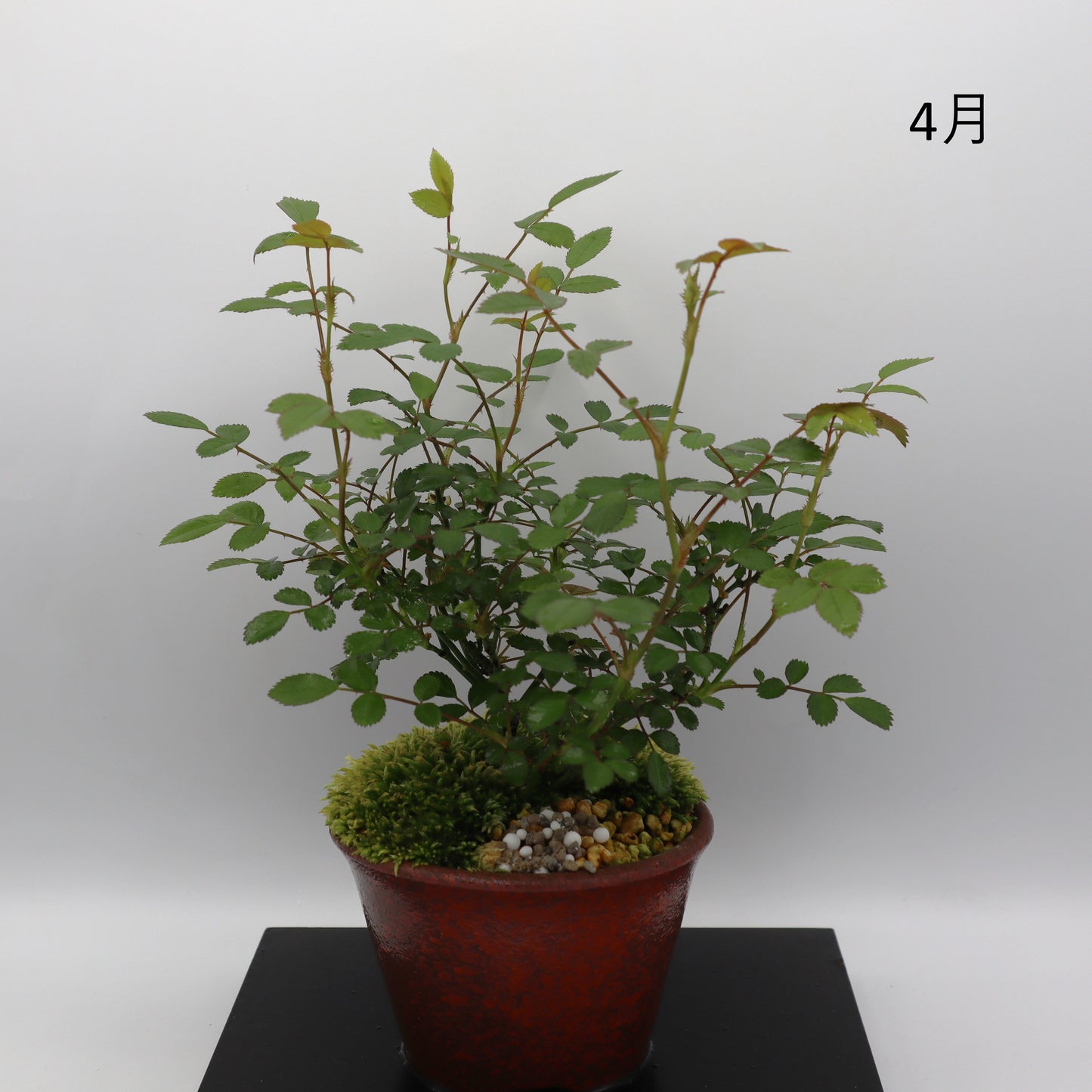 紅雀-萬古焼・釉吹