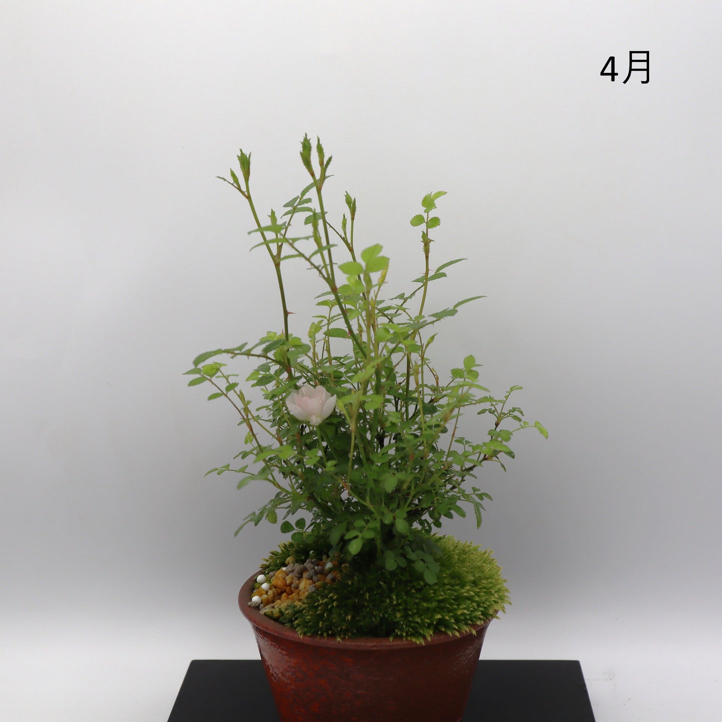 雪姫-萬古焼・釉吹