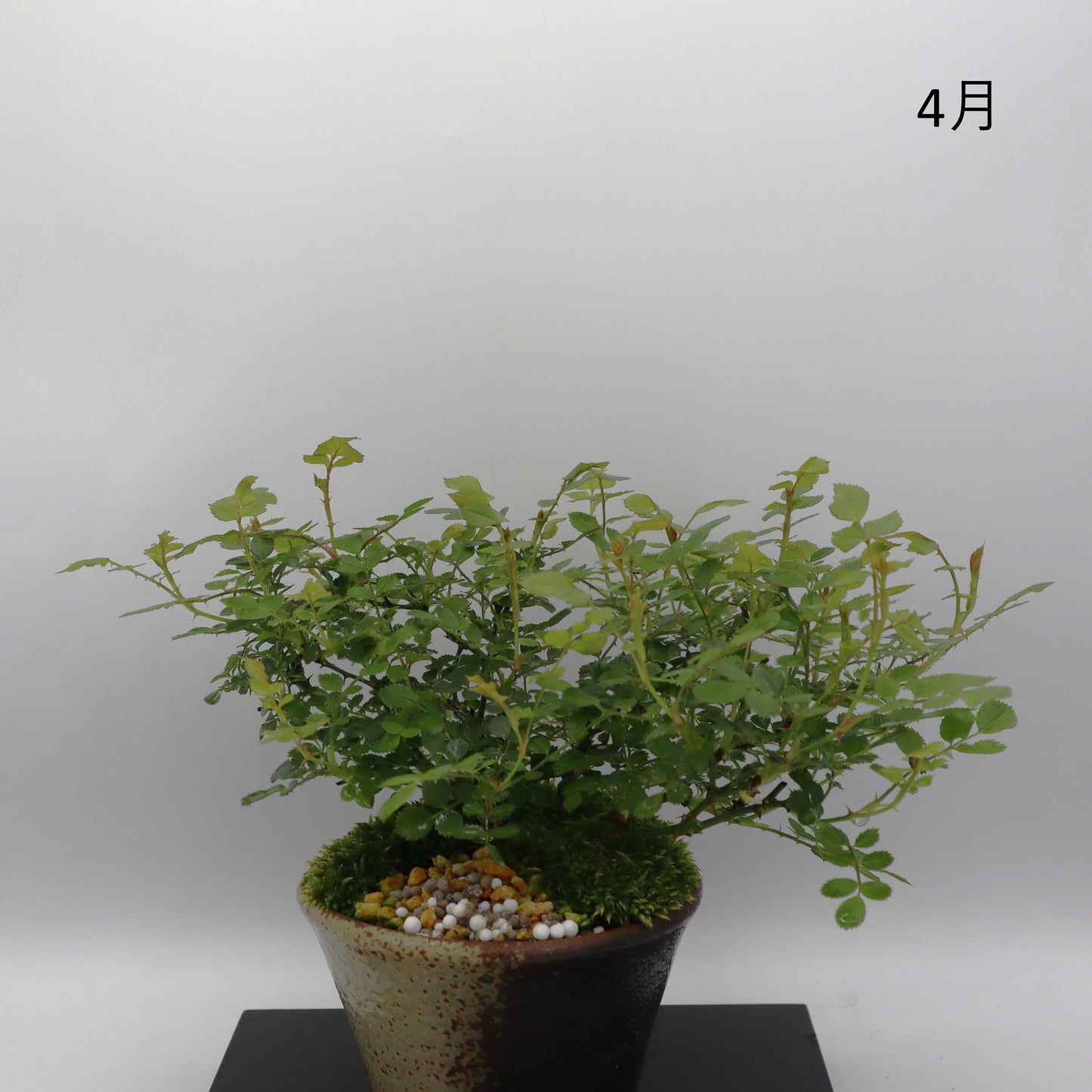 紅一重-萬古焼・赤吹