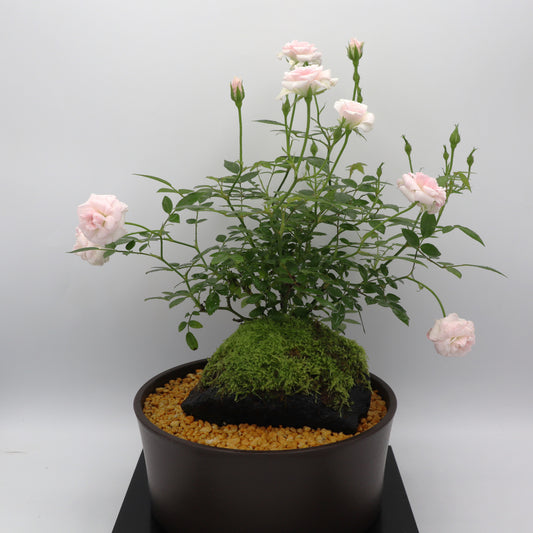 シンデレラ-浅鉢・溶岩(黒)