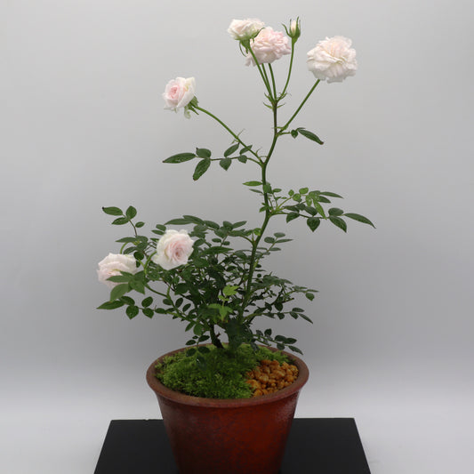 シンデレラ-萬古焼・赤吹