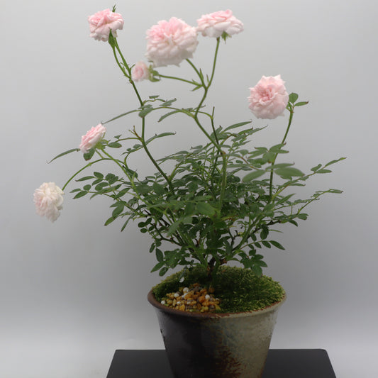 シンデレラ-萬古焼・釉吹