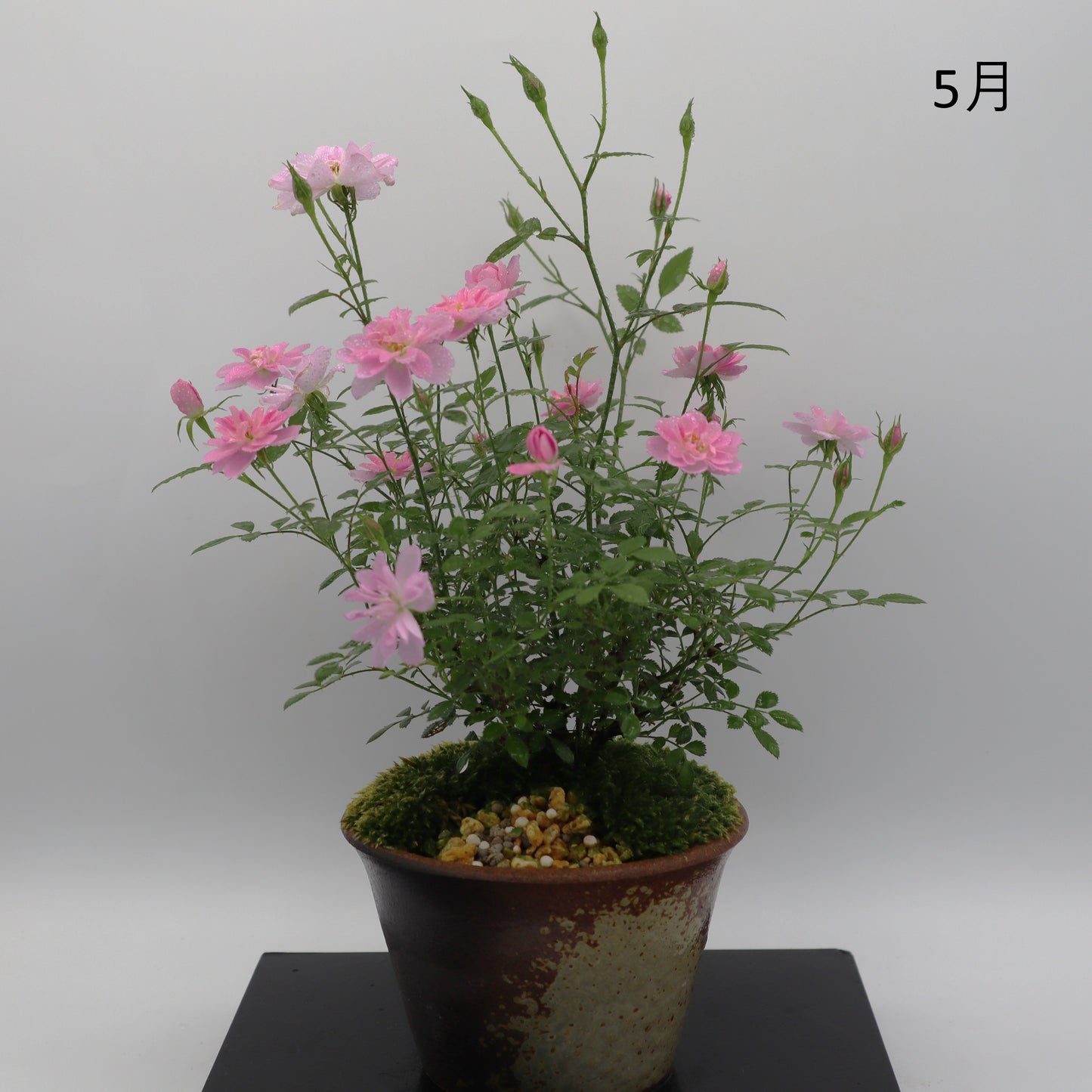 姫乙女-萬古焼・釉吹