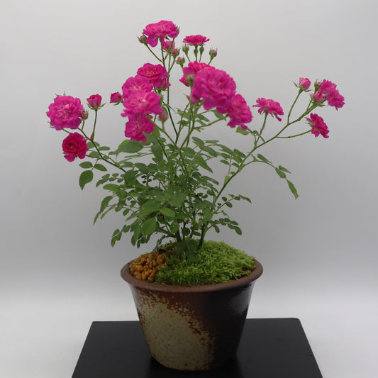 リトルタイニー-萬古焼・釉吹