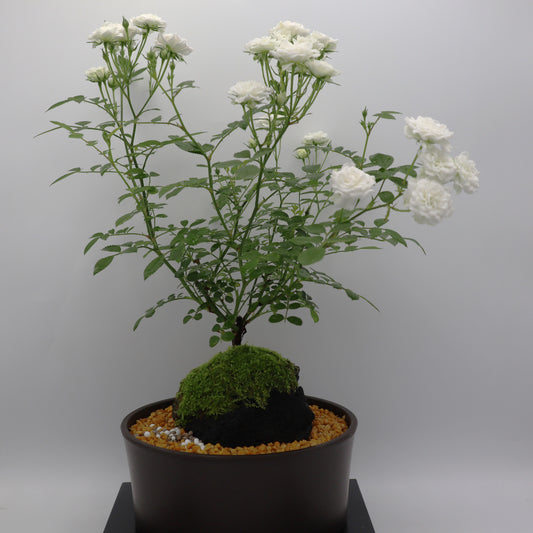 スノー・ドロップ-浅鉢・溶岩(黒)