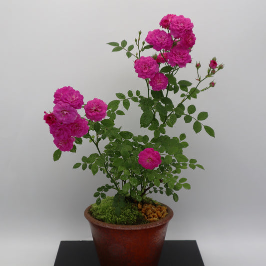 リトルタイニー-萬古焼・赤吹