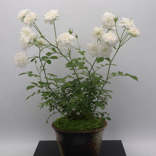 スノー・ドロップ-萬古焼・釉吹