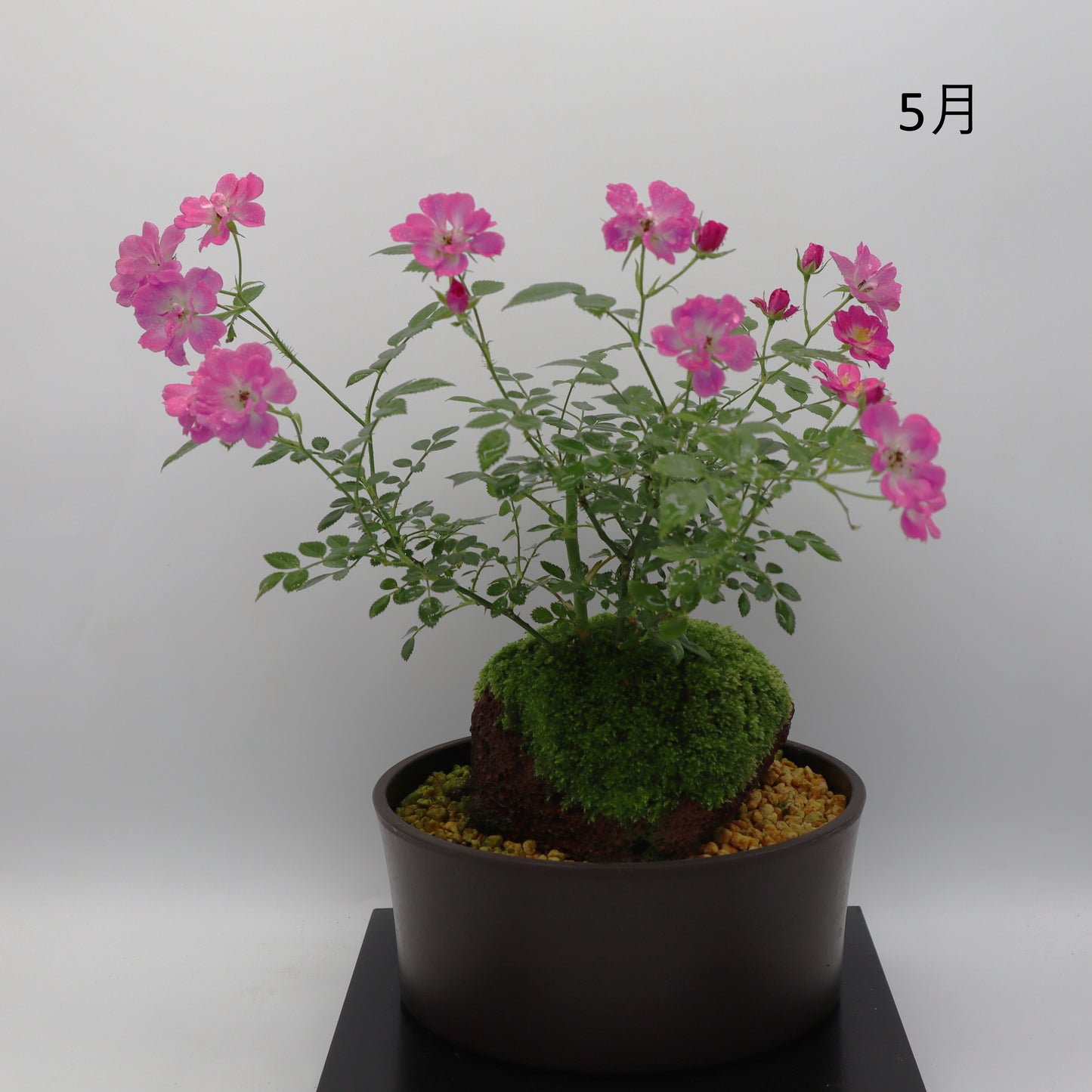 高尾台-浅鉢・溶岩(赤)