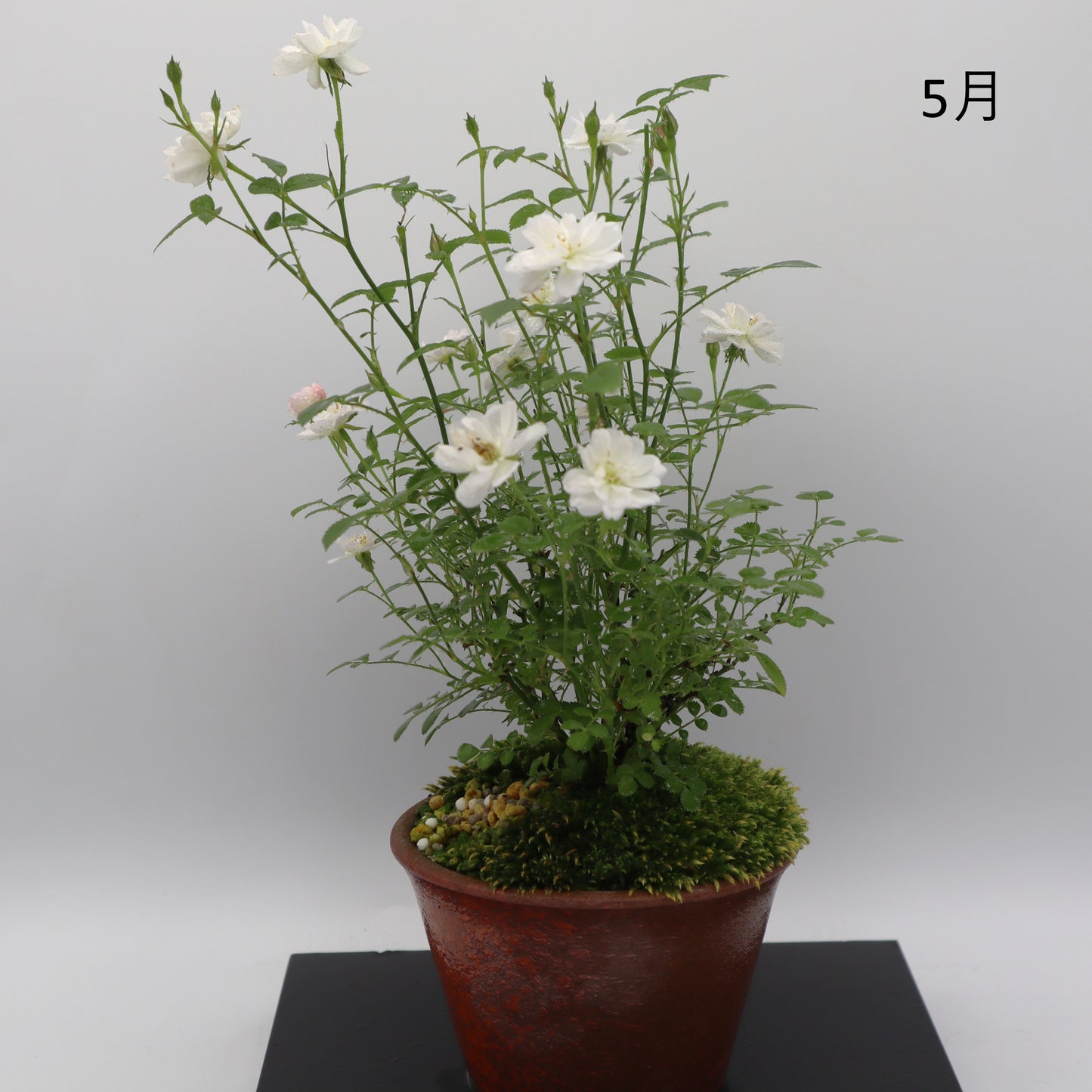 雪姫-萬古焼・釉吹