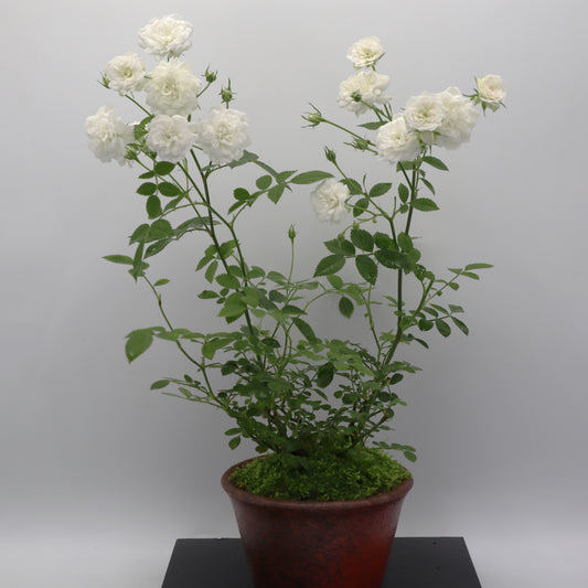 スノー・ドロップ-萬古焼・赤吹