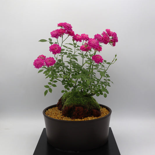 リトルタイニー-浅鉢・溶岩(赤)