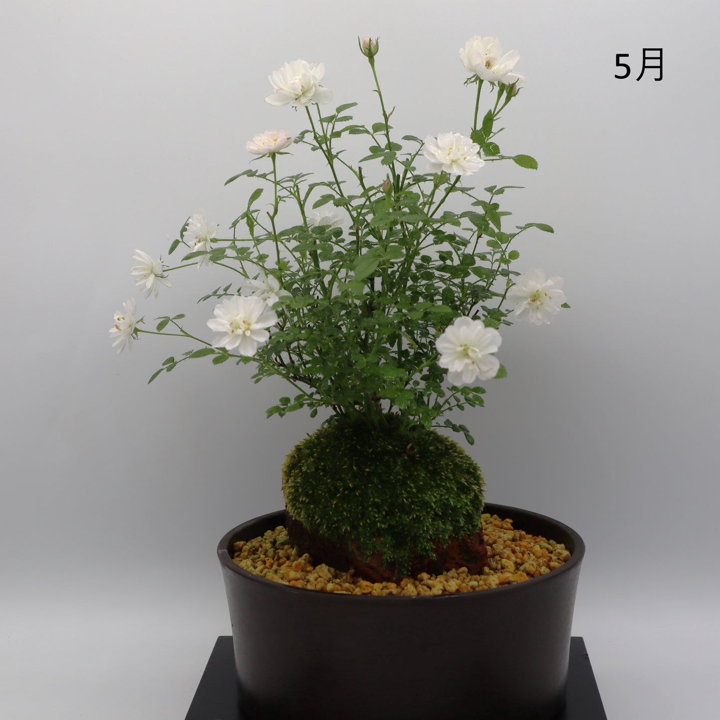 雪姫-浅鉢・溶岩(黒)