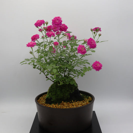 リトルタイニー-浅鉢・溶岩(黒)