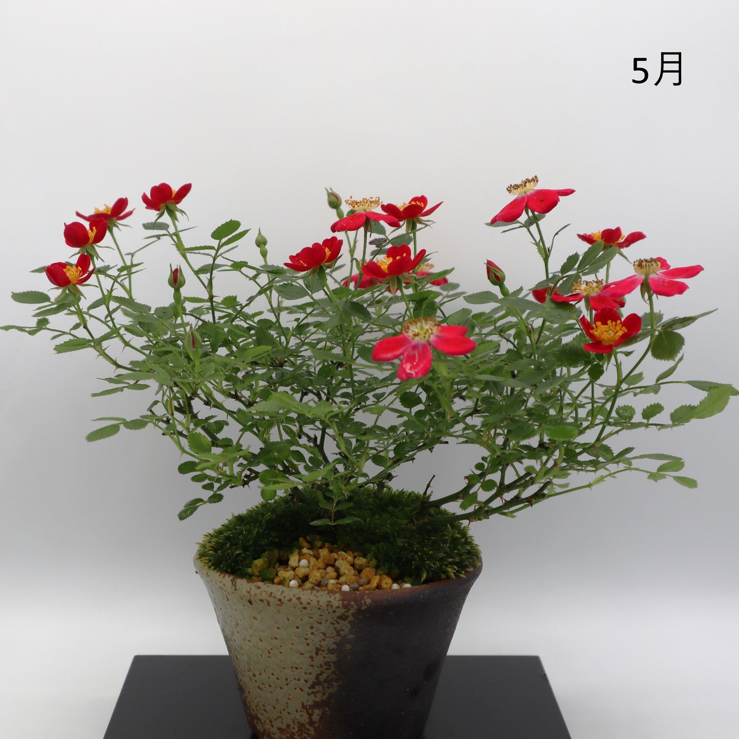 紅一重-萬古焼・赤吹