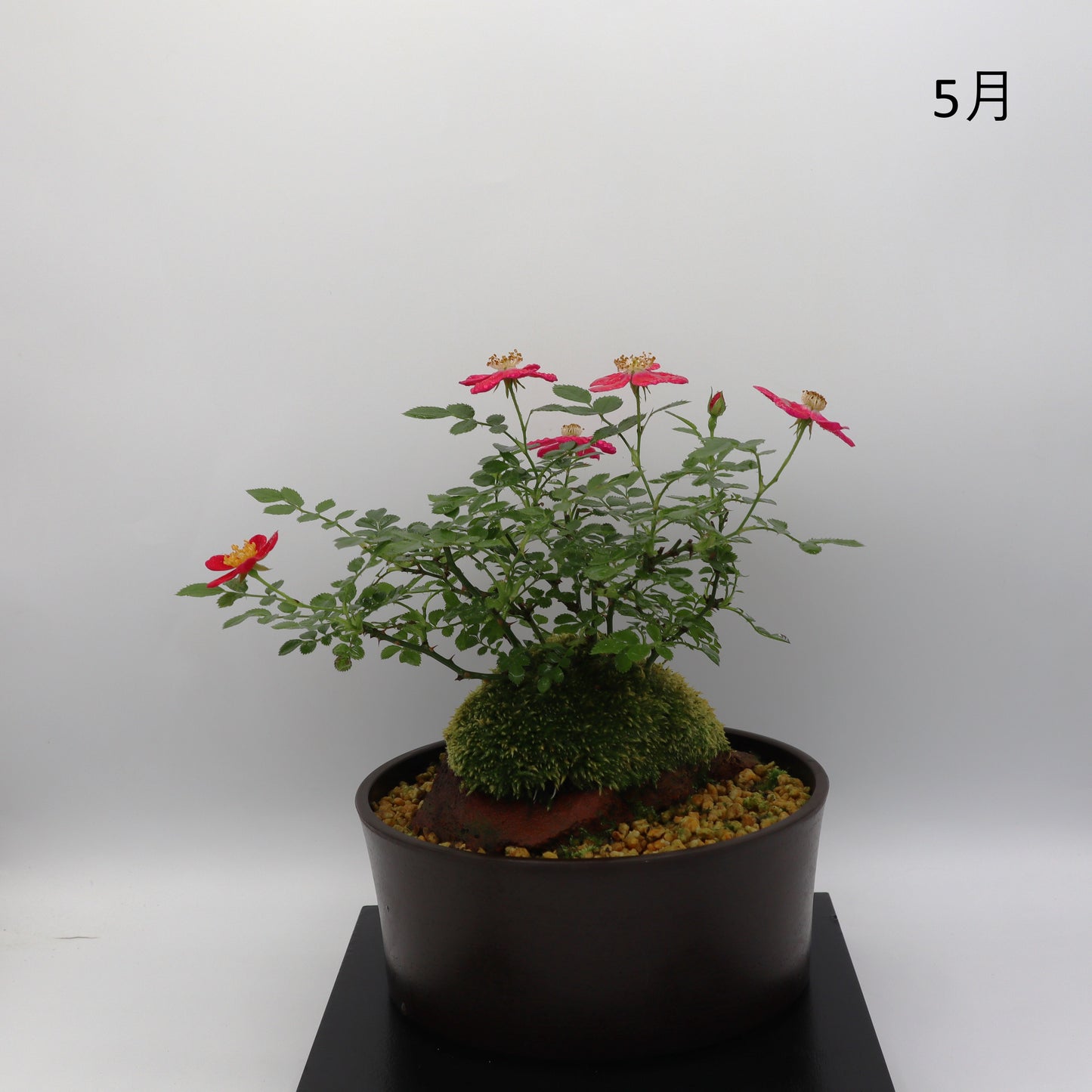 紅一重-浅鉢・溶岩(赤)