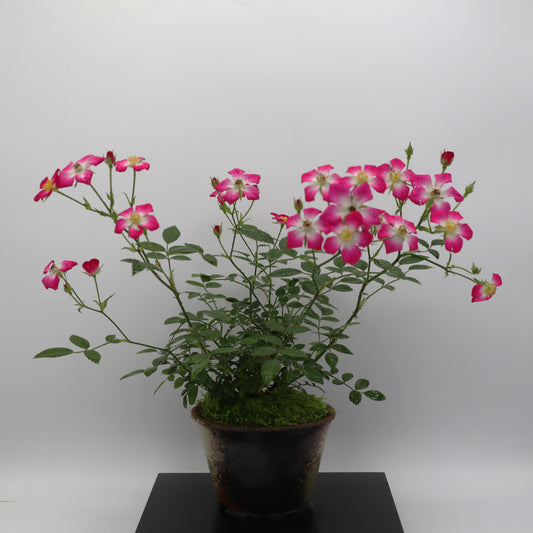 四方の春-萬古焼・釉吹